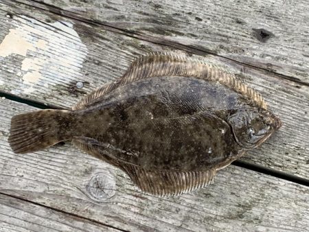 カレイが釣れました